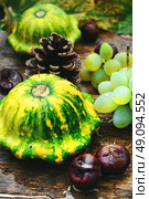 squashes,autumn conker and cones on. Стоковое фото, агентство Ingram Publishing / Фотобанк Лори