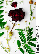 Herbarium of field of wild foliage. Herbarium applique with field of wild flowers and plants on white background. Стоковое фото, агентство Ingram Publishing / Фотобанк Лори