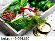 Fresh pickling cucumbers. Wooden box with cucumbers and vegetables prepared for seaming. Стоковое фото, агентство Ingram Publishing / Фотобанк Лори