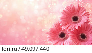 Top view of blooming pink gerbera flowers on pastel background with light bokeh effect. Soft focus, romantic mood. Spring holiday concept. Ideal for greeting cards or wedding banners. Copy space. Стоковое AI-изображение, AI-художник Евгений Демидюк / Фотобанк Лори