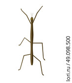 Stick Insect or Phasmids Icon. Stick insect or phasmids or ghost insects or walking sticks isolated on white. Stick-bugs engraved vector illustration. Стоковая иллюстрация, агентство Ingram Publishing / Фотобанк Лори