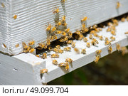 Closeup of beehive. Стоковое фото, агентство Ingram Publishing / Фотобанк Лори