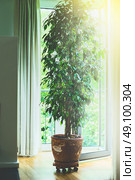 Benjamina ficus tree in old terracotta pot in living room at big window with sunlight. Home design, interior and decoration. Стоковое фото, агентство Ingram Publishing / Фотобанк Лори