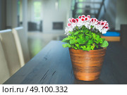 Lovely red geranium flowers in pot on table at living room and window background. Home design and decoration. Стоковое фото, агентство Ingram Publishing / Фотобанк Лори