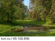 View of the Lower Rosepavilion Pond in Pavlovsky Park on a sunny summer day, Pavlovsk, St. Petersburg, Russia. Стоковое фото, фотограф Ula Ulachka / Фотобанк Лори