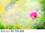 peony bud on blurred sunny garden background, close up. Стоковое фото, агентство Ingram Publishing / Фотобанк Лори
