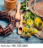 nard and herbs. Healing stems with flowers of inula folk medicine and quackery. Стоковое фото, агентство Ingram Publishing / Фотобанк Лори