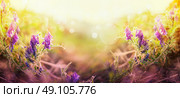 Blurred nature background with vetch flowers, banner for website. Стоковое фото, агентство Ingram Publishing / Фотобанк Лори