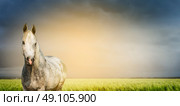 Beautiful gray horse on green field and sky background, banner for website. Стоковое фото, агентство Ingram Publishing / Фотобанк Лори