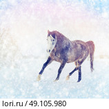 Gray horse with winter fur running trot on snow nature background. Стоковое фото, агентство Ingram Publishing / Фотобанк Лори