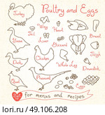Set drawings of poultry and egg for design menus, recipes. Poultry meat chicken, turkey, goose, duck, quail, pheasant. Vector illustration. Стоковая иллюстрация, агентство Ingram Publishing / Фотобанк Лори