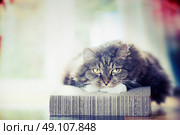 Thick fluffy cute cat lies and looks dreamily at camera. Стоковое фото, агентство Ingram Publishing / Фотобанк Лори