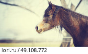 Young arabian thoroughbred horse on autumn background , close up portrait, toned. Стоковое фото, агентство Ingram Publishing / Фотобанк Лори