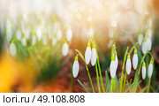 Snowdrops first spring flowers in garden or park over nature background, banner. Стоковое фото, агентство Ingram Publishing / Фотобанк Лори