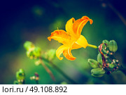 Day-lily blooming ,  outdoor nature floral background. Стоковое фото, агентство Ingram Publishing / Фотобанк Лори