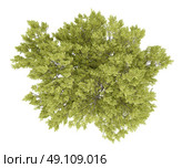 top view of common beech tree isolated on white background. 3d illustration. Стоковое фото, агентство Ingram Publishing / Фотобанк Лори