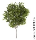common beech tree isolated on white background. 3d illustration. Стоковое фото, агентство Ingram Publishing / Фотобанк Лори