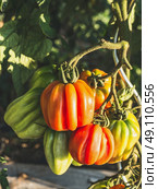 Growing Ox Heart Growing Tomatoes Branch in Garden, close up. Стоковое фото, агентство Ingram Publishing / Фотобанк Лори