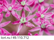 Allium Flowers Close Up. Стоковое фото, агентство Ingram Publishing / Фотобанк Лори