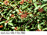Firebush Or Hummingbird Bush (Hamelia Patens) Flower. Стоковое фото, агентство Ingram Publishing / Фотобанк Лори