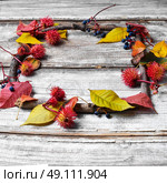 leaves and herbarium. autumn background of leaves and dry branches. Стоковое фото, агентство Ingram Publishing / Фотобанк Лори