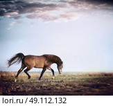 Arabian stallion horse running trot on autumn pasture. Стоковое фото, агентство Ingram Publishing / Фотобанк Лори