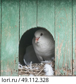 Close-up of pigeon in a pigeon coop, Positano, Amalfi Coast, Salerno, Campania, Italy. Стоковое фото, агентство Ingram Publishing / Фотобанк Лори