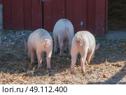 Tree little pigs with curly tails in a rural invironment. Стоковое фото, агентство Ingram Publishing / Фотобанк Лори