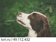 Cute dog portrait in a green forest. Стоковое фото, агентство Ingram Publishing / Фотобанк Лори