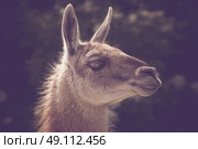 Guanako lama headshot in the sun in the summer. Стоковое фото, агентство Ingram Publishing / Фотобанк Лори