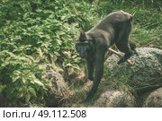 Macaca Nigra monkey climbing on rocks in green nature. Стоковое фото, агентство Ingram Publishing / Фотобанк Лори