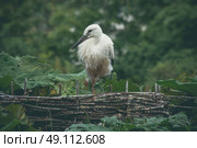 Stork in a nest in green nature in Denmark. Стоковое фото, агентство Ingram Publishing / Фотобанк Лори