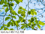 Green leaves on a elm tree in the spring. Стоковое фото, агентство Ingram Publishing / Фотобанк Лори