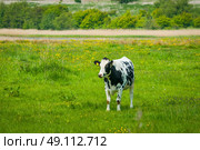 Holstein Friesian cow on a green field with dandelions. Стоковое фото, агентство Ingram Publishing / Фотобанк Лори