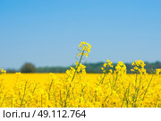 Rapeseed field with yellow plants in the country. Стоковое фото, агентство Ingram Publishing / Фотобанк Лори