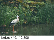 White stork in a river with green reeds. Стоковое фото, агентство Ingram Publishing / Фотобанк Лори