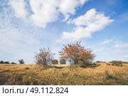 Red berries on bushes in a prairie landscape. Стоковое фото, агентство Ingram Publishing / Фотобанк Лори