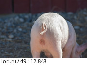 Pigtail on a pink pig in a pigsty. Стоковое фото, агентство Ingram Publishing / Фотобанк Лори