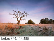 First autumn frosts. Old oak snag on the meadow in Belarus. Стоковое фото, агентство Ingram Publishing / Фотобанк Лори