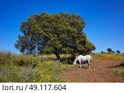 Dehesa grassland horse by via de la Plata way of Spain in Andalusia. Стоковое фото, агентство Ingram Publishing / Фотобанк Лори