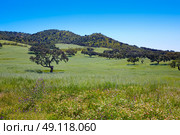 Via de la Plata way dehesa grasslands in Extremadura of Spain. Стоковое фото, агентство Ingram Publishing / Фотобанк Лори