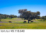 Via de la Plata way dehesa horses grasslands in Extremadura of Spain. Стоковое фото, агентство Ingram Publishing / Фотобанк Лори