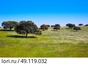 Dehesa grassland by via de la Plata way of Spain in Andalusia. Стоковое фото, агентство Ingram Publishing / Фотобанк Лори