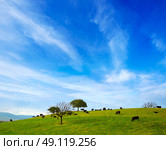 fighting bull grazing in Extremadura dehesa grasslands along Via de la Plata way of Spain. Стоковое фото, агентство Ingram Publishing / Фотобанк Лори