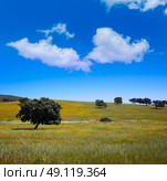 Dehesa grassland by via de la Plata way of Spain in Andalusia. Стоковое фото, агентство Ingram Publishing / Фотобанк Лори