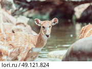 Sitatunga or Marshbuck (Tragelaphus spekii) Antelope In Central Africa. Стоковое фото, агентство Ingram Publishing / Фотобанк Лори