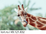Northern Giraffe (Giraffa Camelopardalis) Portrait. Стоковое фото, агентство Ingram Publishing / Фотобанк Лори