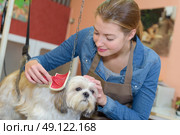 Woman grooming small dog. Стоковое фото, агентство Ingram Publishing / Фотобанк Лори