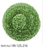 top view of boxwood plant isolated on white background. 3d illustration. Стоковое фото, агентство Ingram Publishing / Фотобанк Лори