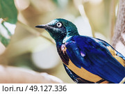 Golden Breasted Starling Bird Portrait. Стоковое фото, агентство Ingram Publishing / Фотобанк Лори